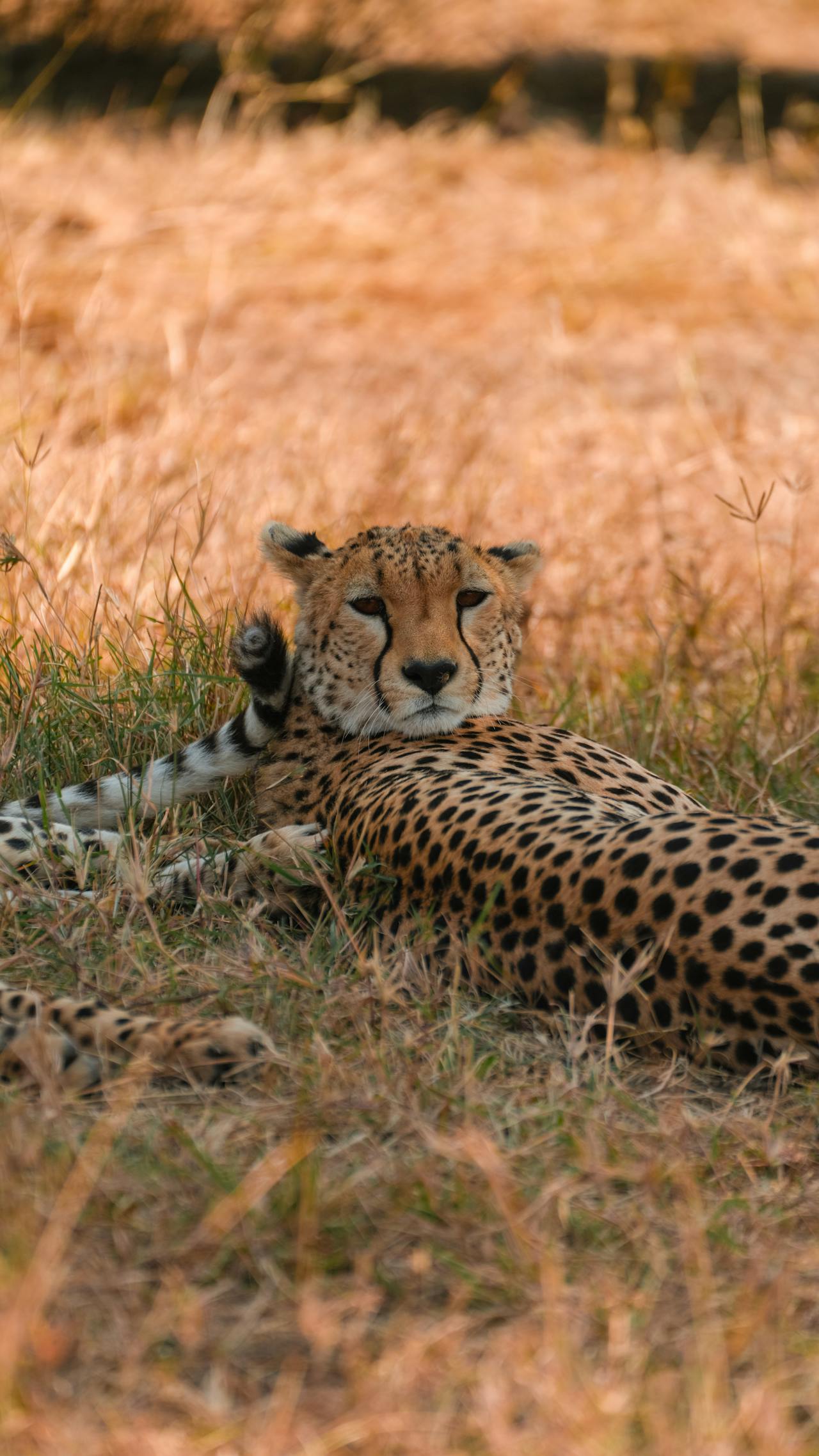tanzania safari